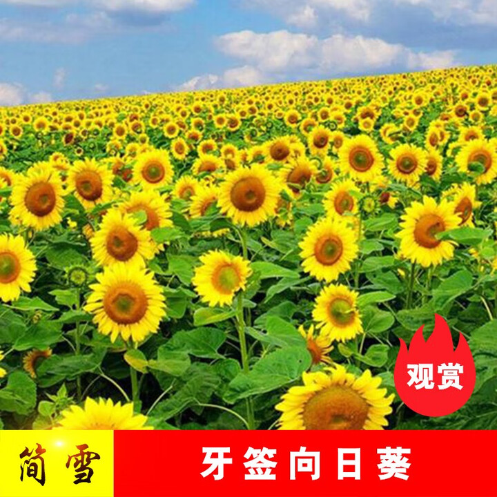 种子向日葵花种子大粒高产瓜子种子四季种植高杆矮杆多 牙签向日葵1斤