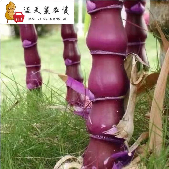 紫竹青竹根苗庭院竹子室内盆栽盆景竹根庭院风景树 紫罗汉竹花苗【图片 价格 品牌 报价】-京东