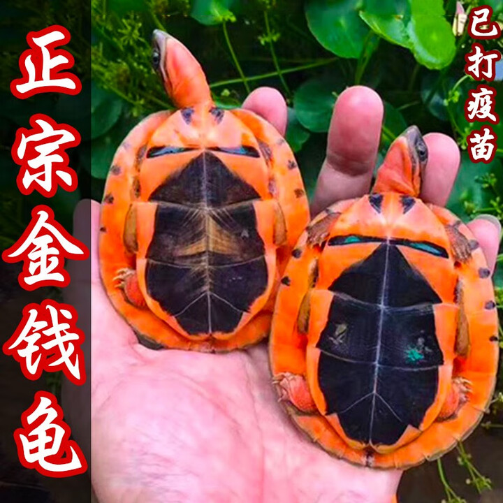 金钱乌龟 三线闭壳大龟黄缘龟南石龟稀有宠物小乌龟苗 8-9cm 南石金龟 单身1只装【图片 价格 品牌 报价】-京东