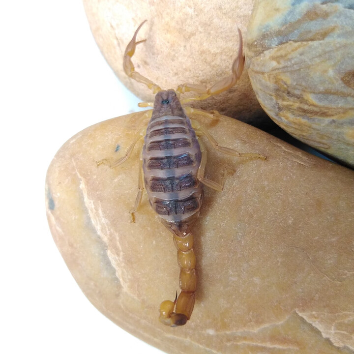 蝎子养殖苗幼苗孕蝎种蝎东亚钳蝎全蝎子泡酒入药活虫饲养 200只孕蝎