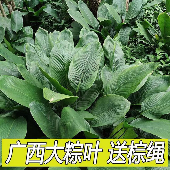 痴宴广西粽叶大粽子叶冬叶新鲜现摘柊叶裹蒸粽叶广东海南粽叶 小号冬叶【宽9-15厘米】 20张现摘发货【图片 价格 品牌 报价】-京东