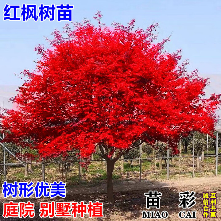 苗彩红枫树苗日本红舞姬红枫苗嫁接美国红枫小苗中国四季红枫红枫叶树 80-1米高【图片 价格 品牌 报价】-京东