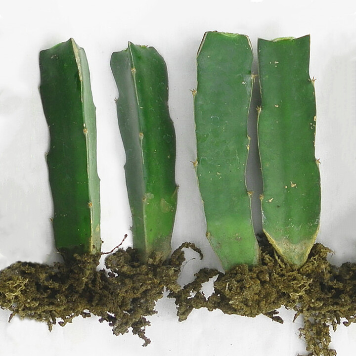 嫁接砧木三角柱箭可做嫁接蟹爪兰的仙人掌科植物砧木绿植盆栽 嫁接砧木三角柱【高30厘米】 不含盆【图片 价格 品牌 报价】-京东