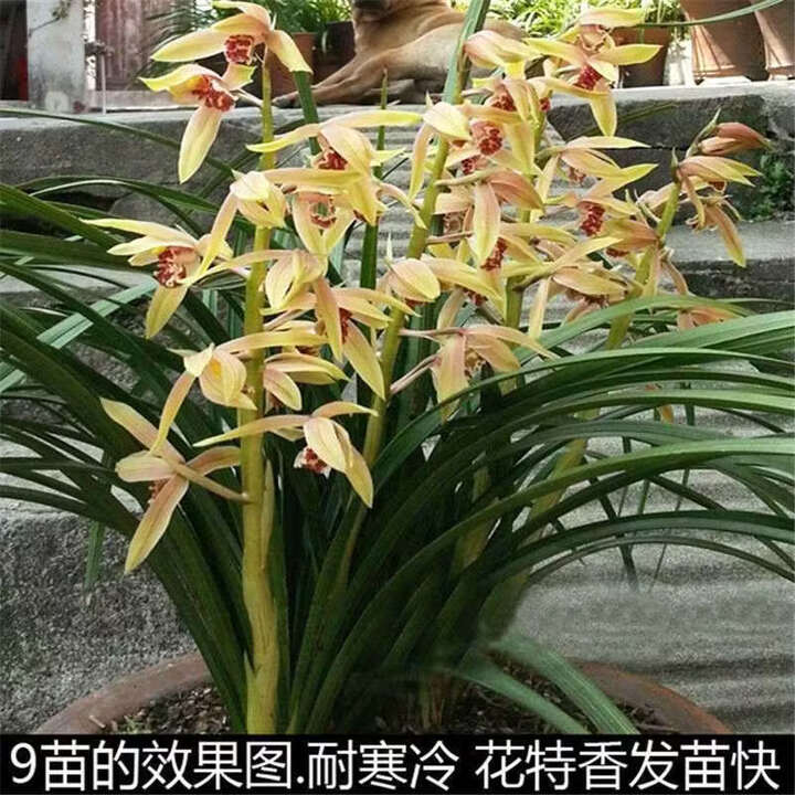 秋颖浓香 兰花 九头兰 惠兰 春兰花苗草植物花卉盆景 蕙兰一棵3-5苗连体【图片 价格 品牌 报价】-京东
