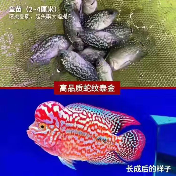 罗汉鱼活体泰国进口起头鸿运金花火凤亚成热带观赏好养 泰金罗汉鱼2-3cm2条 3厘米2-3厘米【图片 价格 品牌 报价】-京东