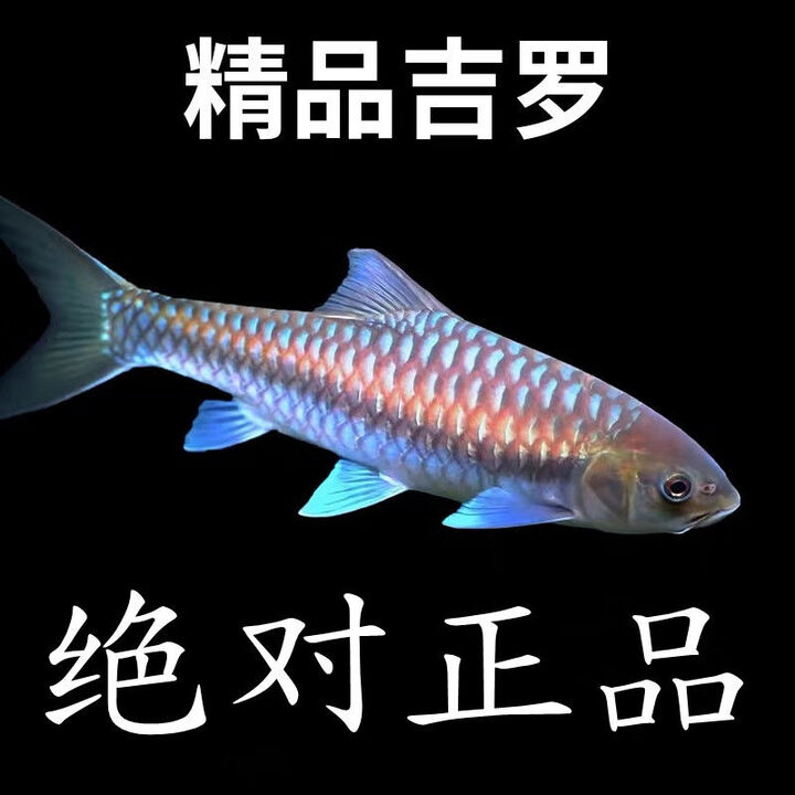 蓝吉罗保山新光唇洪崩河异口原生观赏清水河溪流鱼大型风水鱼活体 1厘米3条 90 天内发【图片 价格 品牌 报价】-京东