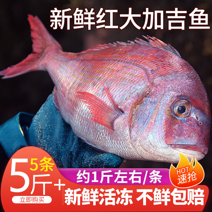 新鲜红加吉鱼红鲷鱼5斤海捕真鲷红鳍红鲷水产海鲜鲜活海鲜 5斤【图片 价格 品牌 报价】-京东