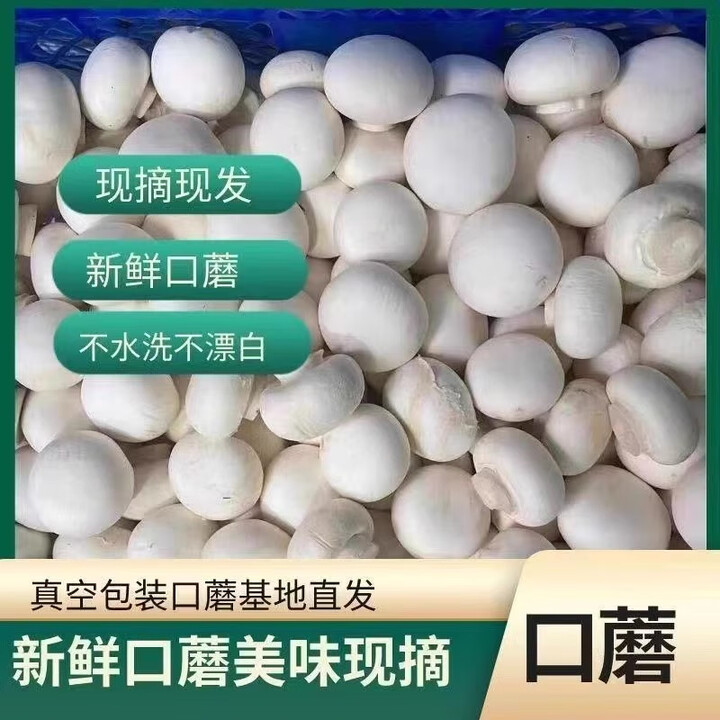 口菇新鲜口蘑烤肉店食材西餐厅同款双胞菇网红烧烤蘑菇火锅原生态 五斤精品口蘑(实惠装)【图片 价格 品牌 报价】-京东