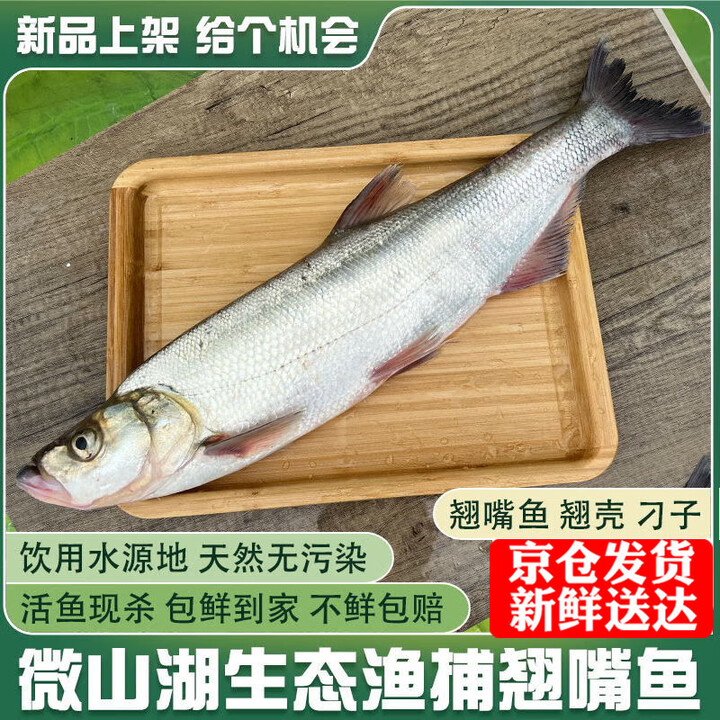 当天野捕大翘嘴鱼新鲜活鱼现杀大白刁子鱼小白条鱼淡水翘壳鲌翘嘴 翘嘴鱼活鱼现杀(杀好损耗15%) 5斤/条【图片 价格 品牌 报价】-京东