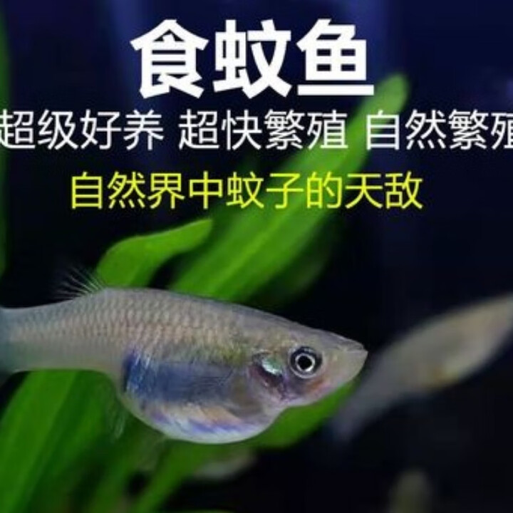 食蚊鱼大肚鱼活体饲料鱼 1~3厘米 10条送5条【图片 价格 品牌 报价】-京东