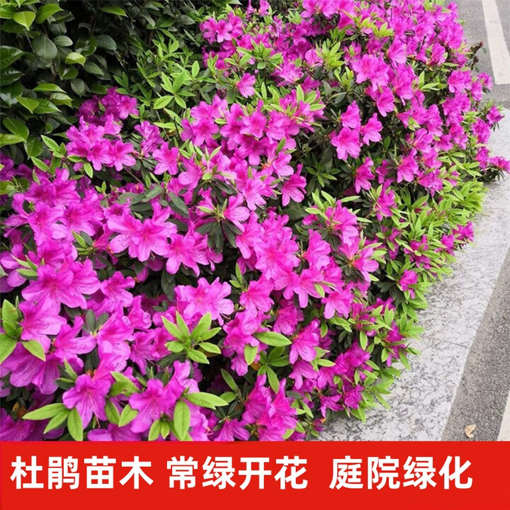 晨际毛杜鹃四季常青庭院绿化苗木映山红毛鹃苗夏鹃耐寒好养毛娟苗花卉 毛娟40-50厘米高100棵带分枝大苗 不含盆【图片 价格 品牌 报价】-京东