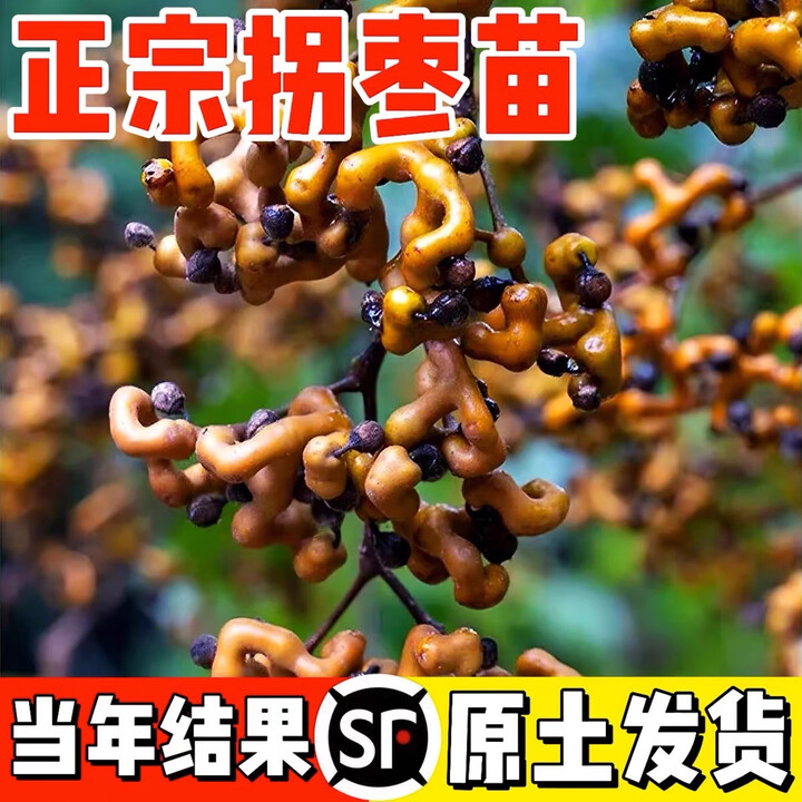 拐枣树苗鸡爪梨树苗万寿果树苗枳椇子蜜蜂蜜源水果苗盆栽地栽 两年苗【图片 价格 品牌 报价】-京东