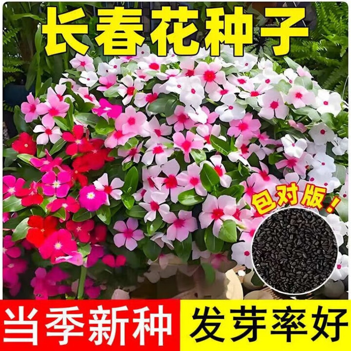 杭贤长春花种子四季播种开花易活日日春花籽庭院室外阳台盆栽花卉种子 长春花种子【1袋】约200粒【图片 价格 品牌 报价】-京东