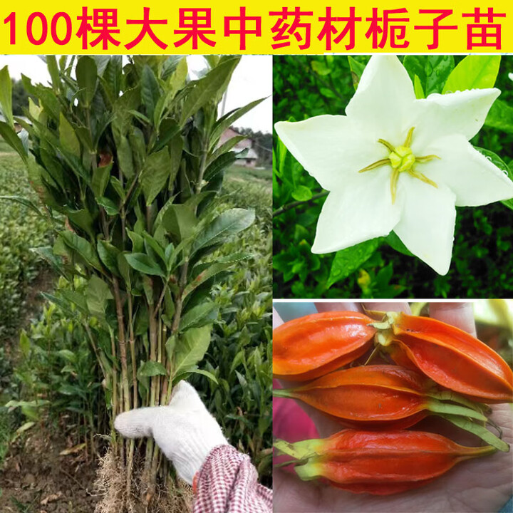 ZKHE黄栀子水栀子苗色素染料中药材野生山枝子大小叶桅子树苗江 高产福建品种栀子苗100棵20-40公【图片 价格 品牌 报价】-京东