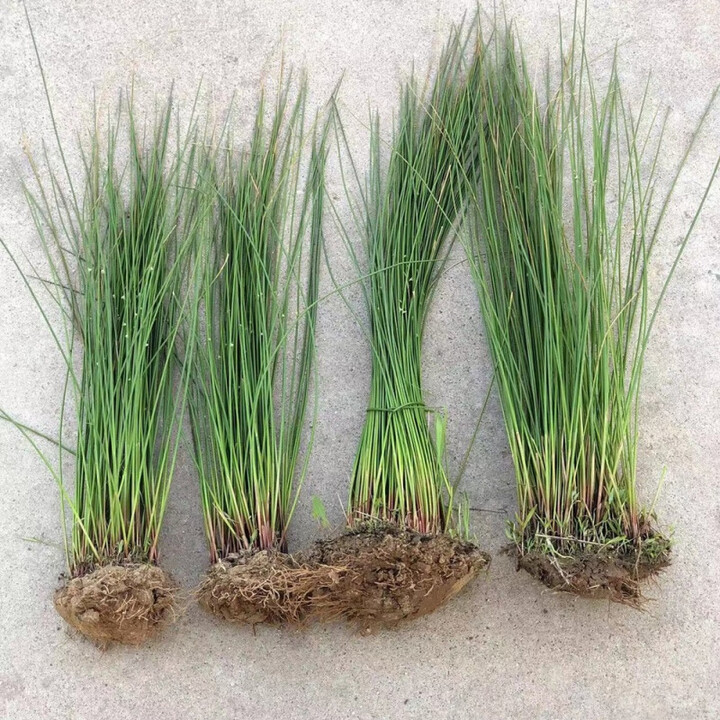 灯芯草苗野生灯心草新鲜活虎须草龙须草中药材清火 1株试种(约30颗)【图片 价格 品牌 报价】-京东
