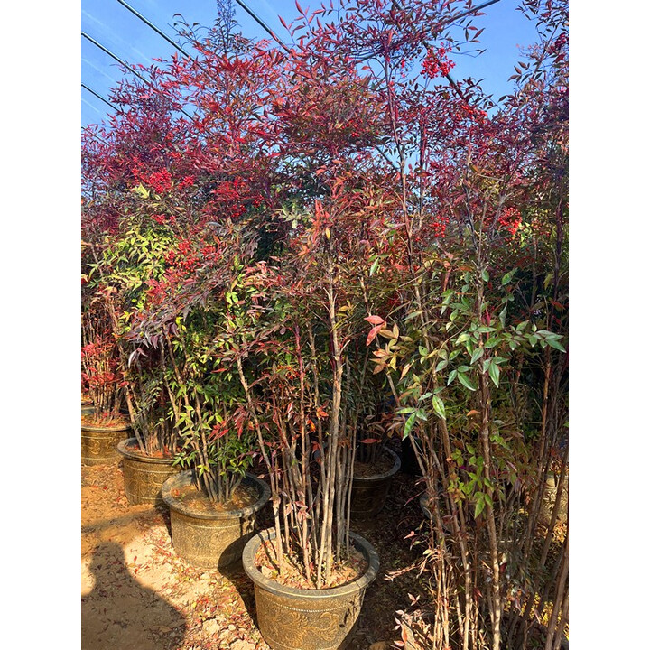 火焰南天竹盆栽树苗南天竹室内老桩盆景别墅庭院造景花镜植物花卉 精品庭院老桩3米 其他【图片 价格 品牌 报价】-京东