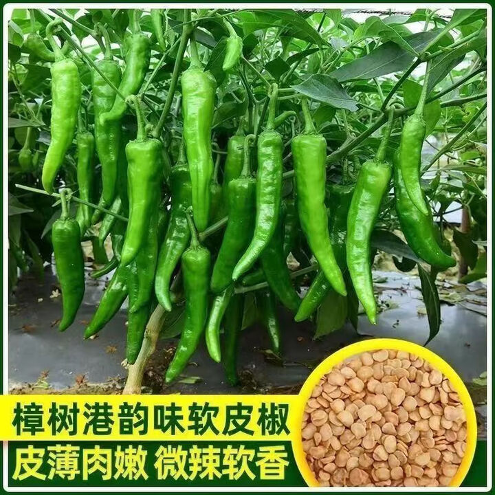 湖南樟树港辣椒正宗公司农科院产品辣椒早熟薄皮软樟树港辣椒种子 买二送一共计三包[约600粒]【图片 价格 品牌 报价】-京东
