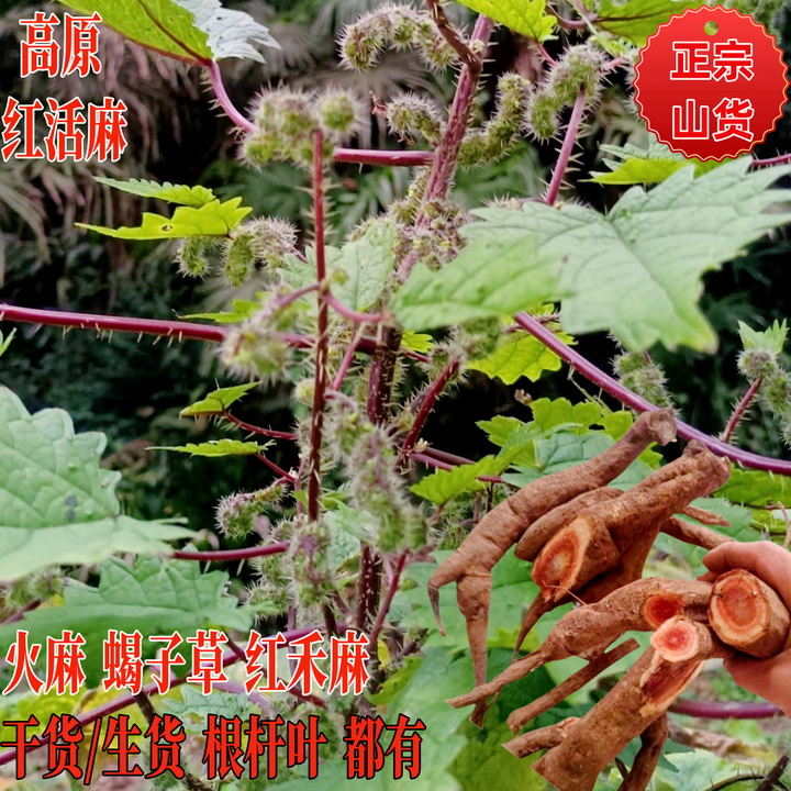 云南山货新鲜红活麻根红火麻荨麻草红霍麻叶红活麻杆干货红禾麻根 干货【枝叶碎杆 切段】 500克*1袋【图片 价格 品牌 报价】-京东