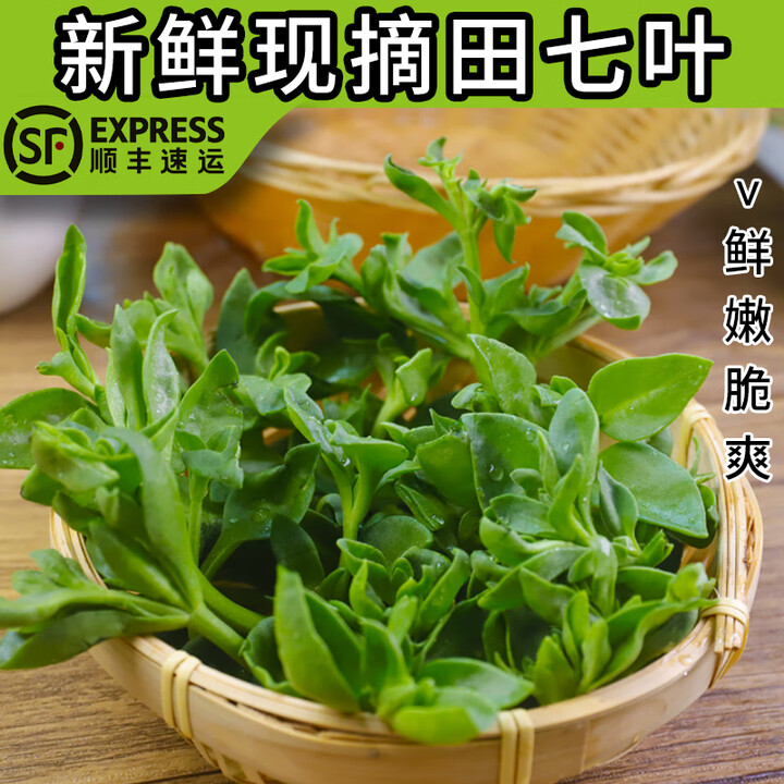 中鲜生田七叶新鲜现摘蔬菜鲜嫩三七叶子穿心莲牡助农丹吊兰冰草苜蓿顺丰 250g【图片 价格 品牌 报价】-京东