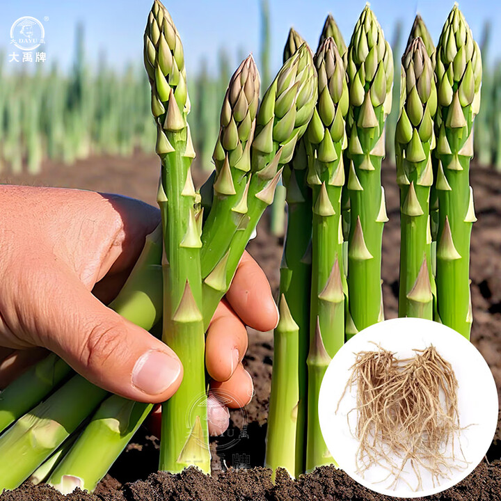 大禹芦笋根苗批发绿芦笋苗种苗四季黄金青笋春季菜苗 绿芦笋根苗种苗 一年根 6棵【图片 价格 品牌 报价】-京东