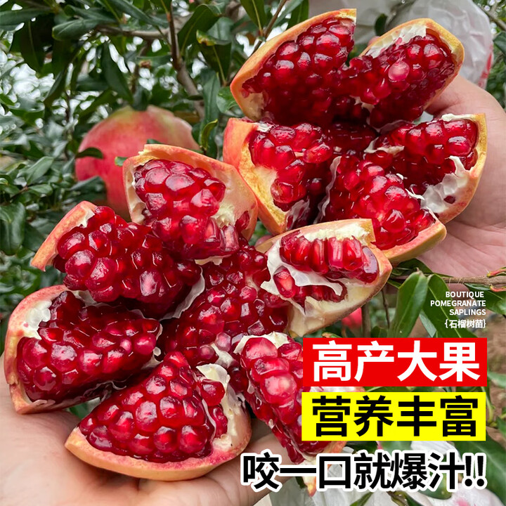 【琅阙【蒙阳红】1-1.5cm粗/高80-100cm左右/裸根苗】琅阙石榴树苗特大果树苗庭院地栽南北方种植 蒙阳红1-1.5cm粗源头直发 ...