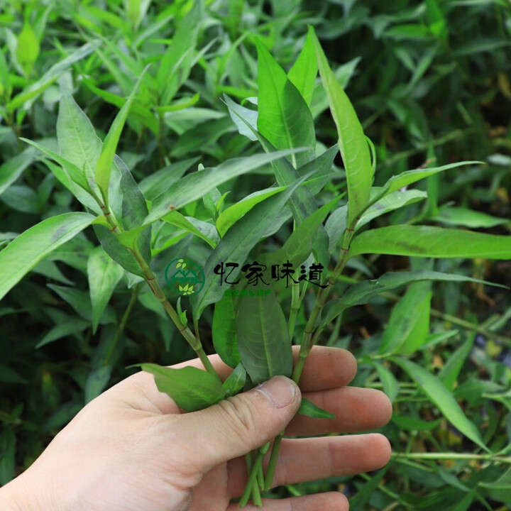 云南特有香料香蓼柳 香柳菜辣蓼草 芳香扑鼻 煮鱼撒撇凉拌1斤 两件