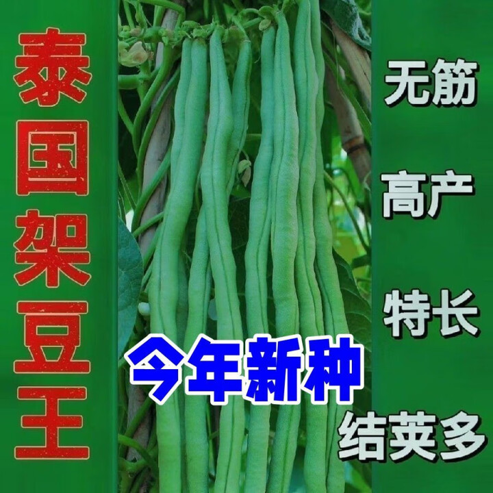 四季豆稳产豆角无筋豆泰国无筋架豆王春季秋季种籽 无筋架豆王种子(粒粒精选) 今年新种一包(约50粒)【图片 价格 品牌 报价】-京东