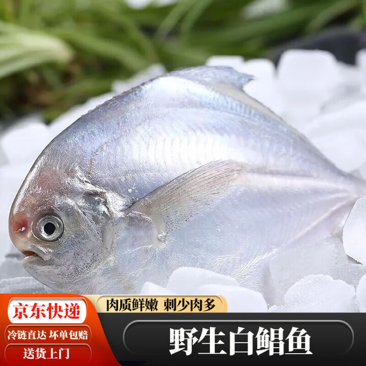 白鲳鱼鲜活冷冻野生海捕新鲜整箱大银鲳鱼大号平鱼斗昌鱼 中小号白鲳鱼【4条/斤】 4斤装【图片 价格 品牌 报价】-京东