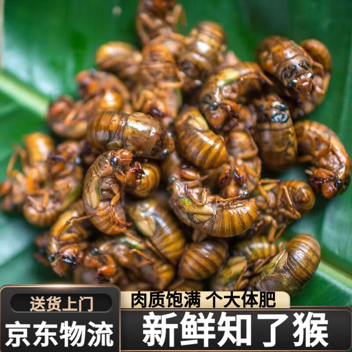 新鲜知了猴山东鲜活大个金蝉爬叉超大知了蝉新鲜速冻 1瓶装(50只)大号【图片 价格 品牌 报价】-京东