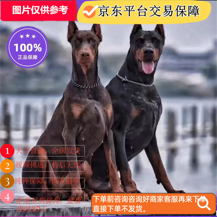 优物宠纯种杜宾幼犬大型护卫猛犬德系美系杜宾犬宠物狗猎犬狗狗活体幼犬 宠物级 2 母【图片 价格 品牌 报价】-京东