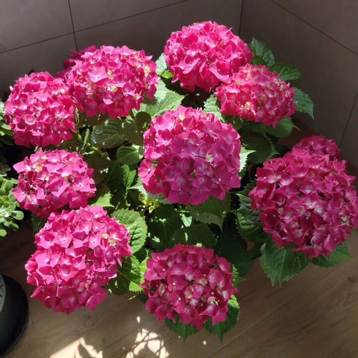 不断绣球花盆栽庭院好养的花卉植物室内花 2号烈焰