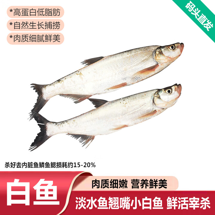 品鲜肴淡水鲜活大翘嘴鱼生态白鱼白刁鱼新鲜淡水鱼小刁子鱼翘嘴白鱼翘壳 新鲜白鱼2条(每条7-8两)【图片 价格 品牌 报价】-京东