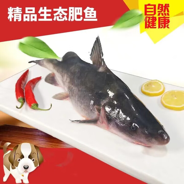 江团肥鱼长吻鮠鮰鱼无刺鱼非钳鱼非非梭边鱼非斑点叉尾鮰鱼 顺丰航空件江团活冻不杀2.8斤/条【图片 价格 品牌 报价】-京东