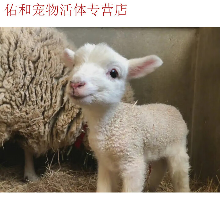 国产宠物羊小羊羔活羊矮山羊活苗网红侏儒羊宠物活物羊仔养殖技术【图片 价格 品牌 报价】-京东