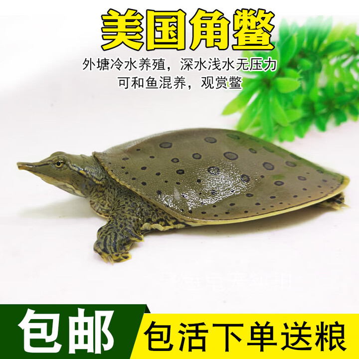美国深水珍珠鳖小鳖鱼缸混养宠物吃粪龟佛罗里达白化角鳖小甲鱼苗 5-6厘米 单身1只 x 角鳖【图片 价格 品牌 报价】-京东