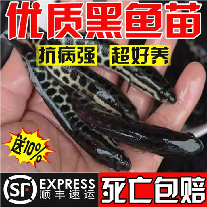 黑鱼苗乌鱼淡水养殖生鱼活体乌鳢财鱼斑鱼特大好养凶猛冷水观赏鱼 黑鱼苗4-6cm2条【图片 价格 品牌 报价】-京东