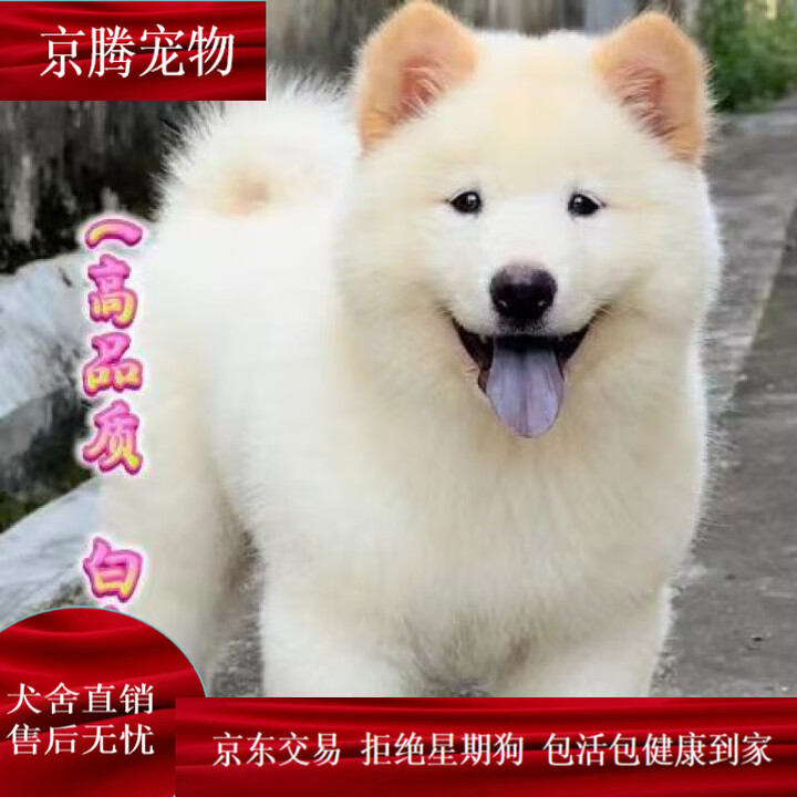 麦基乐白土松犬广西土松犬中华田园犬幼犬狗狗犬土猎犬 田园级 黄土松 土松犬x 公【图片 价格 品牌 报价】-京东