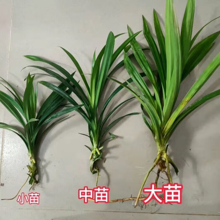海南斑斓苗可食用斑斓叶食用斑斓糕点香兰香叶盆栽斑斓粉绿植香料 小苗 3棵【图片 价格 品牌 报价】-京东