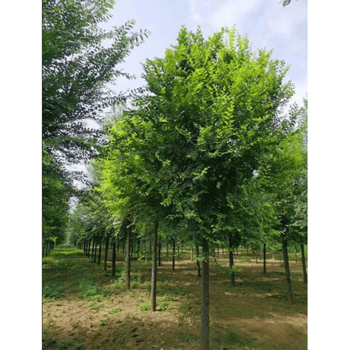 可之源榆树苗庭院行道绿化风景工程白榆耐寒耐热榆钱可食用花卉小叶榔榆 榆树[15公分粗度] 其他【图片 价格 品牌 报价】-京东