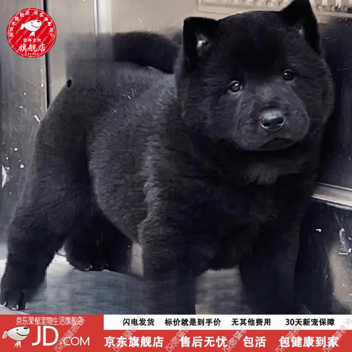 黑犬看家犬中华田园犬黑头头版纯黑幼犬幼犬 田园级 黑犬幼犬 公【图片 价格 品牌 报价】-京东