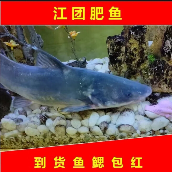 江团肥鱼长吻鮠鮰鱼无刺鱼 圆通江团去内脏后1斤/条【图片 价格 品牌 报价】-京东