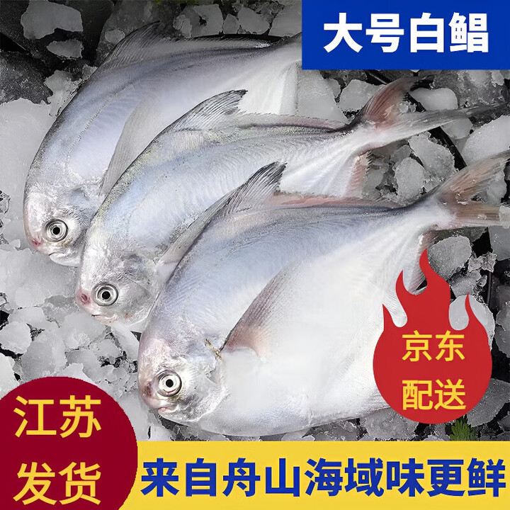 白鲳鱼鲜活冷冻野生海捕新鲜整箱大银鲳鱼大号平鱼斗昌鱼 (白鲳鱼3条/斤【中号】 1500g 净重3斤装【图片 价格 品牌 报价】-京东