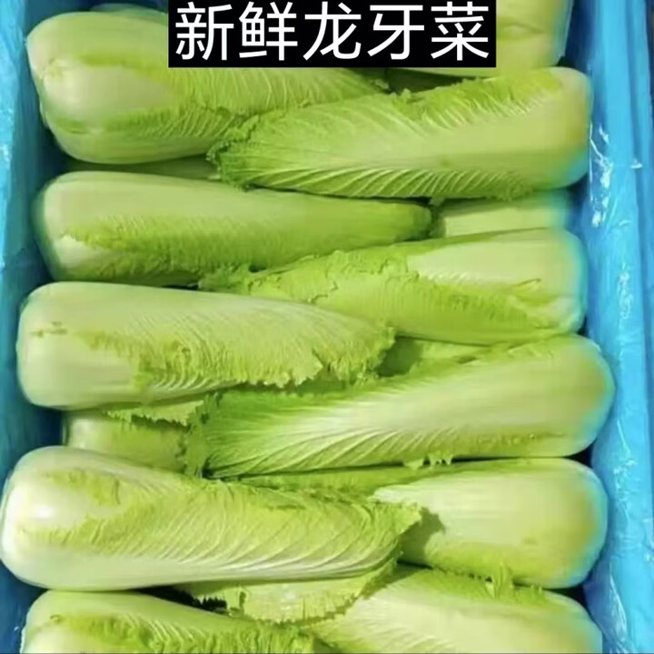 龙牙菜龙牙白菜宁夏供港龙芽菜绍菜长白菜 清甜多汁 500g【图片 价格 品牌 报价】-京东