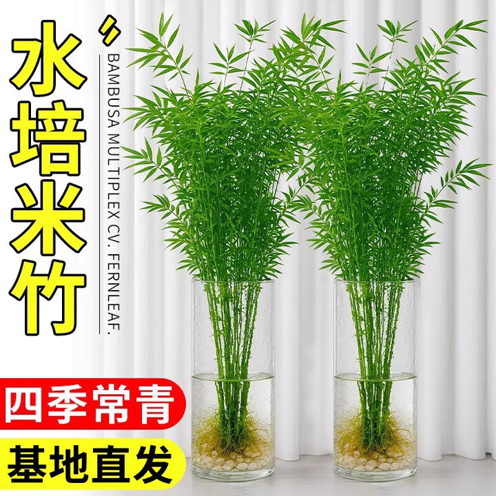 恬芬水培米竹盆栽室内水养植物观音竹富贵竹南绿天竹懒人植四季好养活 60-70CM】30根米竹+营养液+不含瓶【图片 价格 品牌 报价】-京东