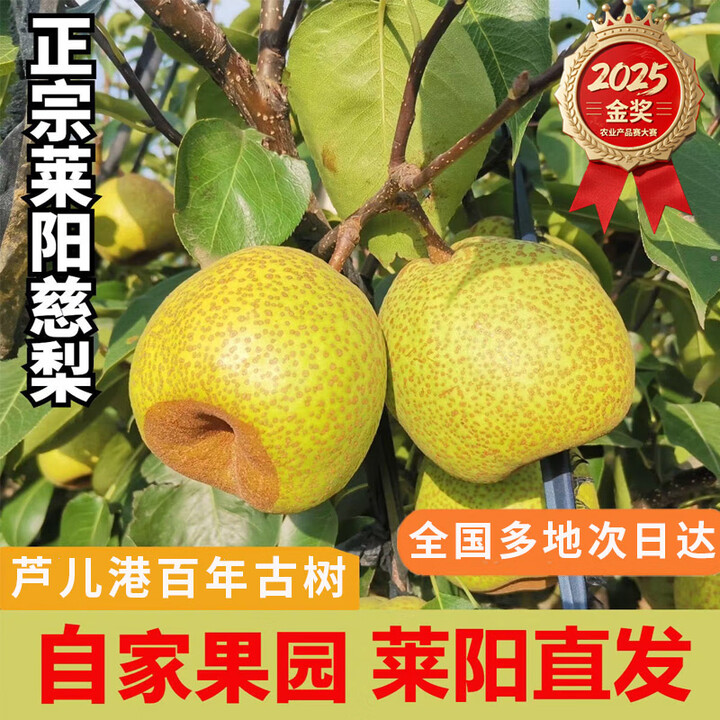 莱阳梨慈梨【顺丰多地次日达】茌梨山东照旺庄芦儿港脆甜无渣 5斤大果 6-8个 核心产区百年老树【图片 价格 品牌 报价】-京东