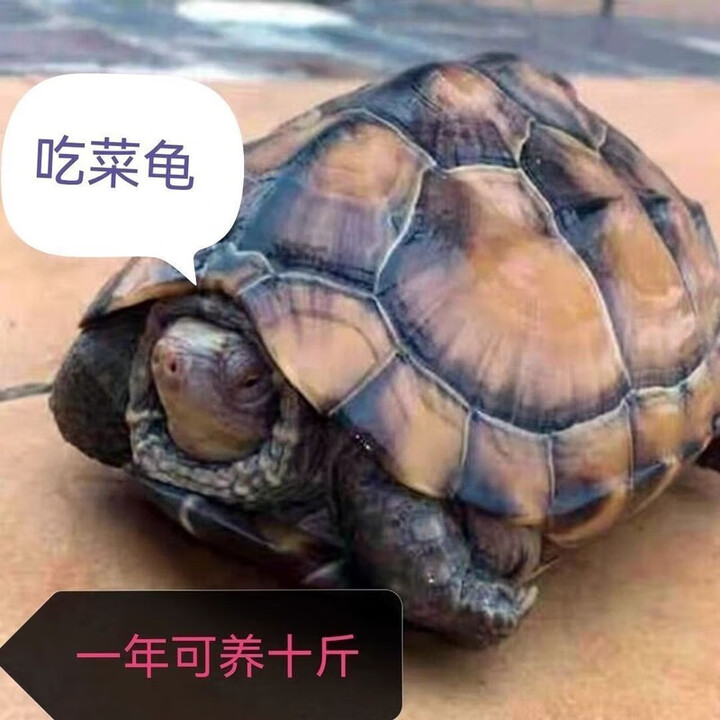 陆地巨型吃菜龟特小动物活的宠物巨型龟路龟家养旱龟小乌龟宠物 5/6厘米 孤独龟一只【图片 价格 品牌 报价】-京东