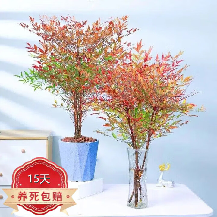 水培室内植物盆栽火焰南天竹办公室内南北方水培花卉绿植 南天竹 20-30厘米3棵【图片 价格 品牌 报价】-京东