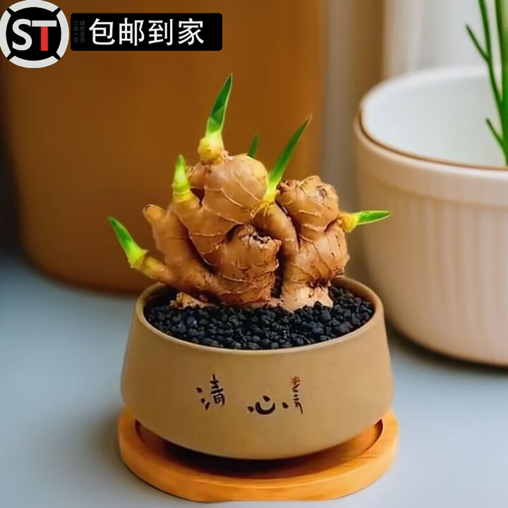 妙普乐禄根盆禄根盆栽不当生姜苗种植带芽室内办公室桌面好养四季常青绿 福禄灵根优选云南高山龙鳞苗+清心盆+竹托【图片 价格 品牌 报价】-京东