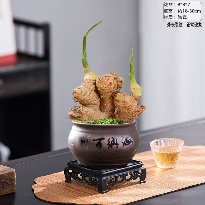 胖东来同款禄根盆栽四季好养水培生姜苗种植植物室内办公同款 一统江山+【海纳百川】+黄金沙 +方底座【图片 价格 品牌 报价】-京东