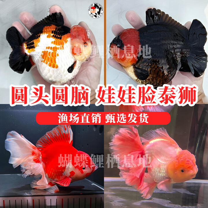 顺丰金鱼泰狮百褶泰狮活鱼将军泰狮观赏鱼好养耐活淡水冷水鱼金鱼鱼苗 精品赛级泰狮鱼苗8-10厘米1条【指定颜色找客服备注】【图片 价格 品牌 ...